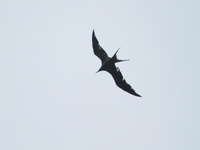 Great Frigatebird - male  - Mu Koh Phi Phi NP