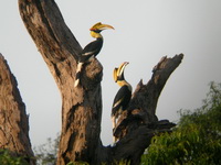 Great Hornbill - female & male  - Kaeng Krachan NP