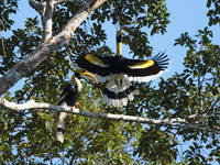 Great Hornbill - female & male  - Khao Sok NP