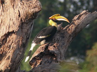 Great Hornbill - female  - Kaeng Krachan NP