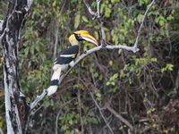 Great Hornbill - female  - Khao Sok NP