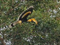 Great Hornbill - female  - Khao Yai NP