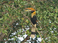 Great Hornbill - female  - Khao Yai NP