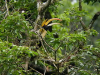 Great Hornbill - male  - Sri Phang Nga NP