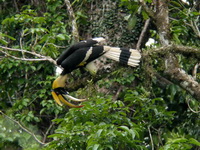 Great Hornbill - male  - Sri Phang Nga NP