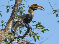 Great Hornbill - male  - Kaeng Krachan NP