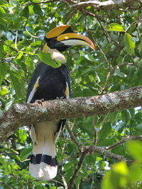 Great Hornbill - male  - Kaeng Krachan NP