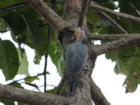 Great Slaty Woodpecker - male  - Kaeng Krachan NP
