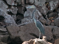 Great-billed Heron  - Mu Koh Surin NP