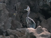 Great-billed Heron  - Mu Koh Surin NP