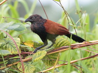 Greater Coucal - juvenile  - Phang Nga