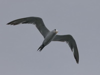 Greater Crested Tern  - Gulf of Thailand