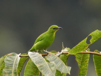 Greater Green Leafbird - female  - Khao Luang Krung Ching NP