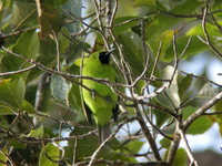 Greater Green Leafbird - male  - Ton Pariwat WR