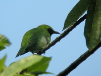 Greater Green Leafbird - male  - Khao Luang Krung Ching NP