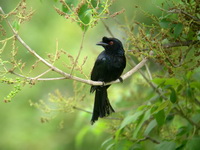 Greater Racket-tailed Drongo  - Phuket