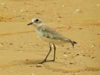 Greater Sand Plover - adult non-breeding  - Phuket
