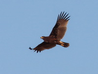 Greater Spotted Eagle  - Phetchaburi