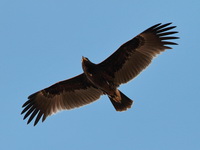 Greater Spotted Eagle  - Phetchaburi