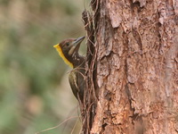 Greater Yellownape - female  - Nam Nao NP
