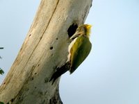 Greater Yellownape - female  - Kaeng Krachan NP