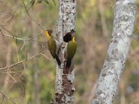 Greater Yellownape - juvenile  - Kaeng Krachan NP