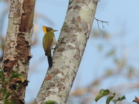 Greater Yellownape - male  - Kaeng Krachan NP