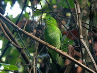 Green Broadbill - female  - Khao Luang Krung Ching NP