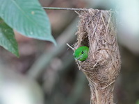 Green Broadbill - female  - Sri Phang Nga NP