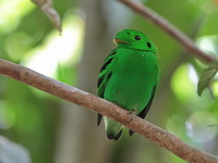 Green Broadbill - male  - Sri Phang Nga NP