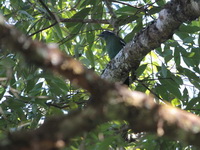 Green Cochoa - male  - Doi Inthanon NP