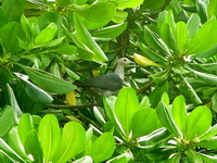 Green Imperial Pigeon  - Mu Koh Similan NP