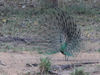 Green Peafowl - male  - Huay Kha Kaeng WS