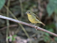 Green-backed Flycatcher - female  - Phattalung