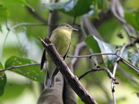 Green-backed Flycatcher - female  - Nai Chong FR