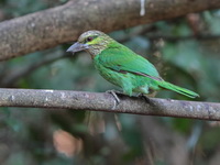 Green-eared Barbet  - Kaeng Krachan