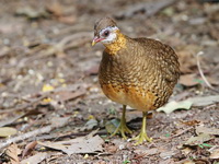 Green-legged Partridge  - Kaeng Krachan