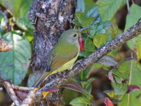 Green-tailed Sunbird - female  - Doi Inthanon NP