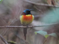 Green-tailed Sunbird - male  - Doi Inthanon NP