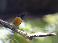 Green-tailed Sunbird - male   - Khao Luang NP