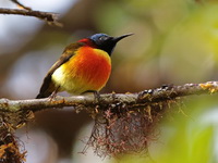 Green-tailed Sunbird - male  - Doi Inthanon NP