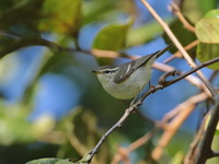 Greenish Warbler  - Baan Maka