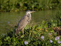 Grey Heron - Juvenile  - Phetchaburi