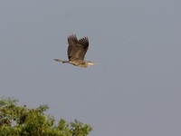Grey Heron - Juvenile  - Phetchaburi