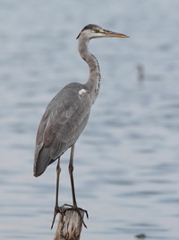 Grey Heron  - Phetchaburi