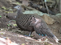 Grey Peacock-Pheasant - female  - Mae Wong NP