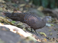 Grey Peacock-Pheasant - male  - Mae Wong NP