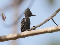 Grey-and-buff Woodpecker - female  - Khao Pra Bang Khram WS