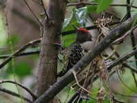 Grey-and-buff Woodpecker - male  - Bala