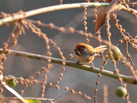 Grey-breasted Parrotbill  - Doi Inthanon NP